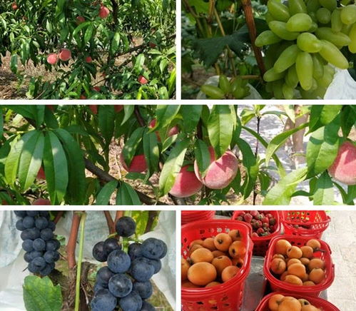 穆三农家乐水果园 摘草莓,钓生态鱼 四季采摘应季果蔬