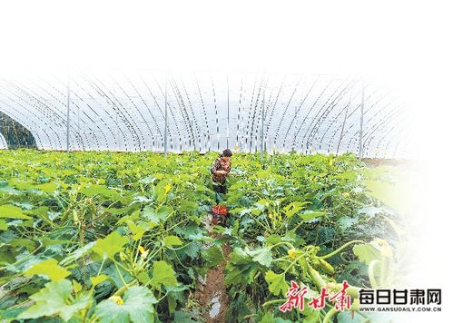 张掖甘州区党寨镇陈寨村农户在果蔬大棚管护秧苗 采摘蔬菜