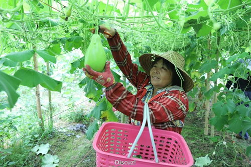 信宜这里群众瓜果蔬菜采摘忙瓜果纷纷上市时节朱砂镇燕埇村的果蔬也迎来了丰收村民们在家门口忙碌工作传统种植实现增收致富 燕埇村的田间地头,一派热火朝天的景象 山上