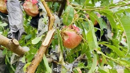 冰雹暴雨砸伤大片果蔬 爱心采摘温暖西青农户