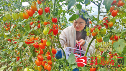 豪爽果蔬种植基地:休闲采摘正当时